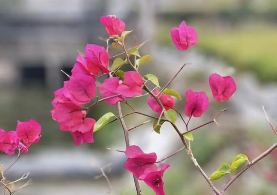 北海市花公园的冬日花海