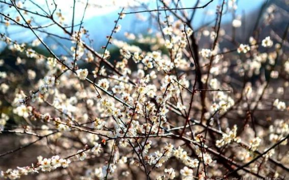 流溪梅花节：踏雪寻梅，流溪香雪等你来