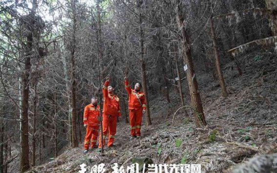 守护森林的脉动——与护林员共赴雷公山巡山之旅