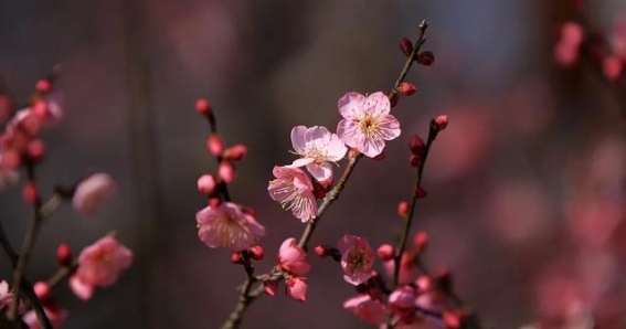 寻找成都的梅花足迹，共绘一幅冬日梅花地图