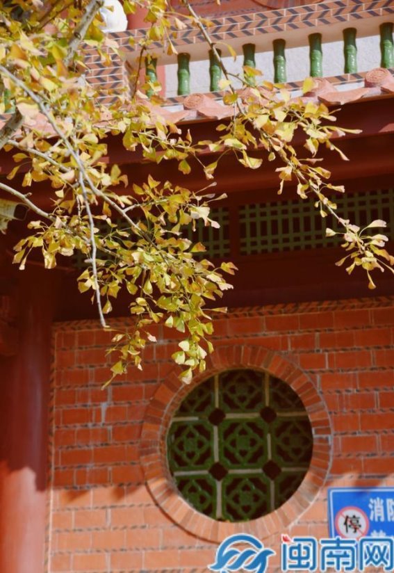 泉州承天寺银杏：金黄映照古寺，冬日静谧时光