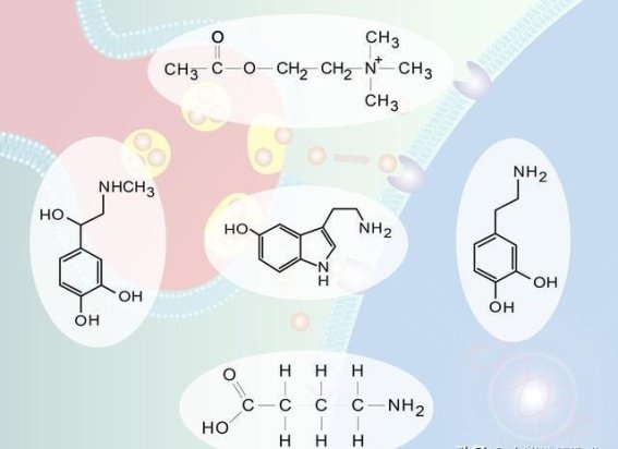 红枣泡水喝，降血脂的科学奥秘