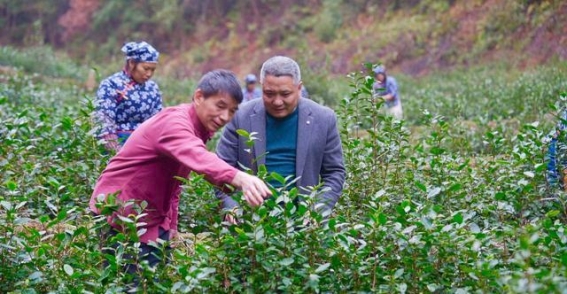 江西上犹春茶采摘：传统与现代的完美交融