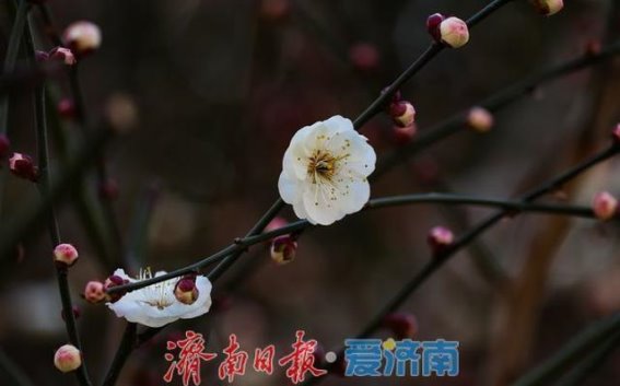 五龙潭梅花初绽，春意浓浓