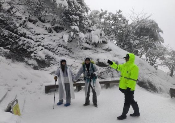 雪后黄山，银装素裹与古树守护同行