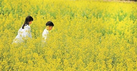 光明欢乐田园春光乍泄：油菜花海与草莓采摘的甜蜜邂逅