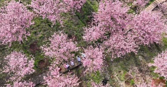 四川春天的花海与诗意