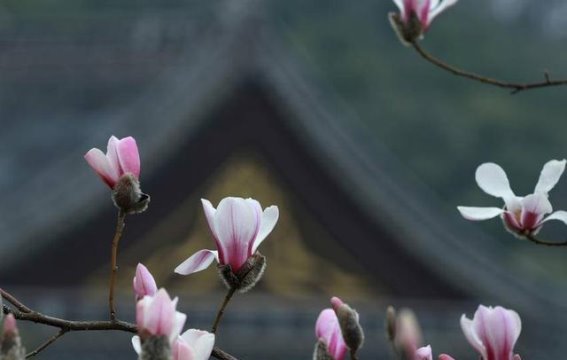 屈原故里玉兰花开，春风拂面