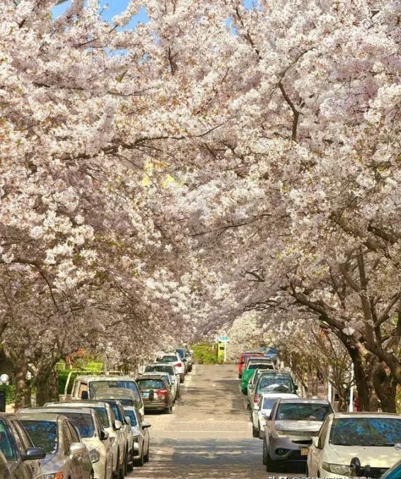 春天的樱花季，五个必去赏花城市