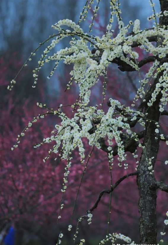 问花村春日花海：垂枝梅与樱花的浪漫邂逅