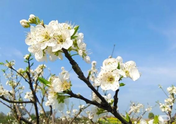 春天与衢江的邂逅：一场花开的旅行