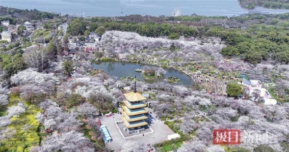 武汉樱花盛开，221处赏樱点邀您共享春日美景