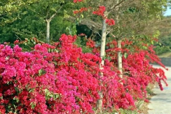 珠海：春日花海与宜居生活的完美邂逅