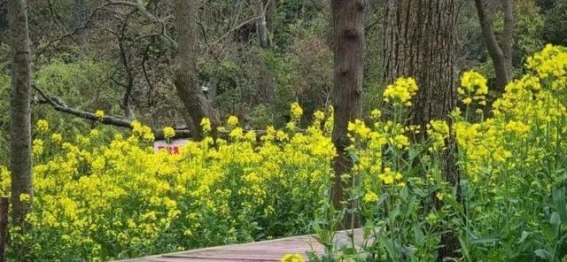 春游崇明岛：金黄油菜花与自然绿意的完美邂逅